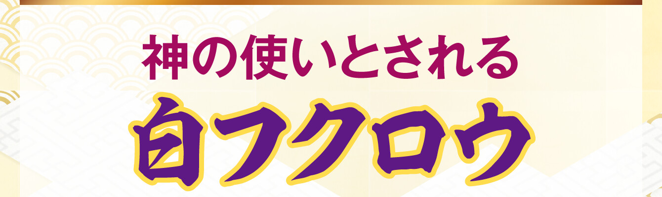 神の使いとされる白フクロウ