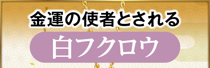 金運の使者とされる『白フクロウ』