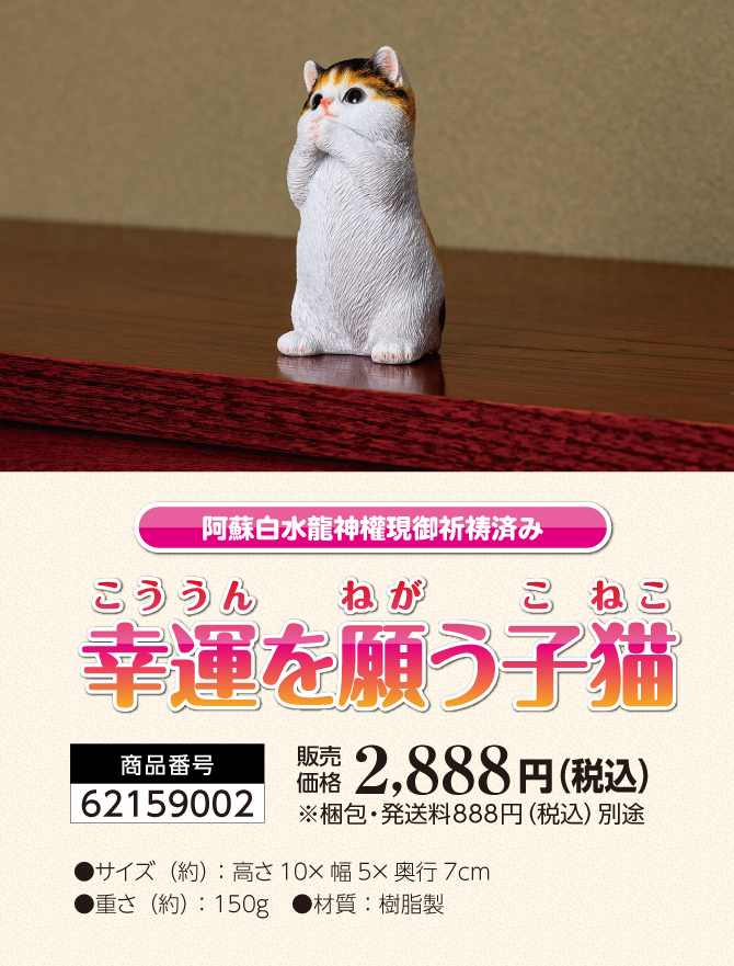 可愛い三毛猫が金運祈願！阿蘇白水龍神權でご祈祷済み！「幸運を願う子猫」