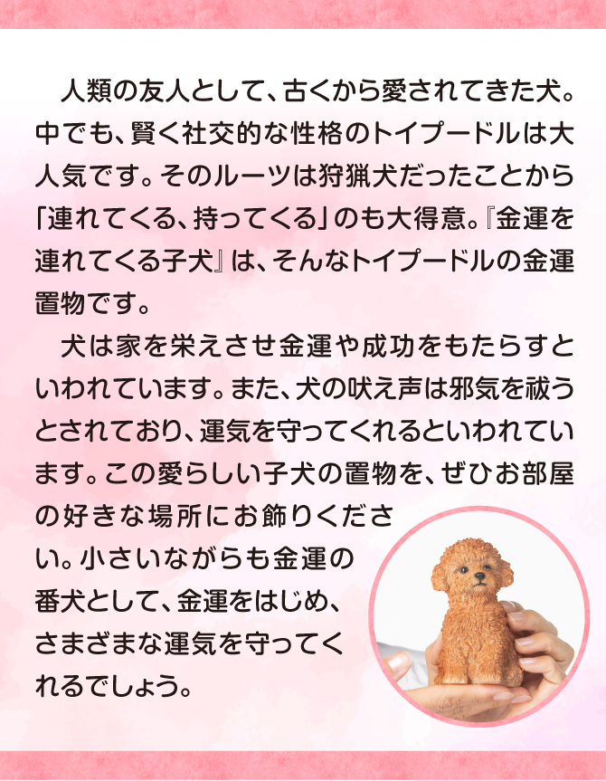 人類の友人として古くから愛されてきた犬。賢く初校的な性格のトイプードルは大人気です。