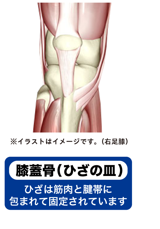 膝蓋骨（ひざの皿）－ひざは筋肉と腱帯に包まれて固定されています ※イラストはイメージです。（右足膝）
