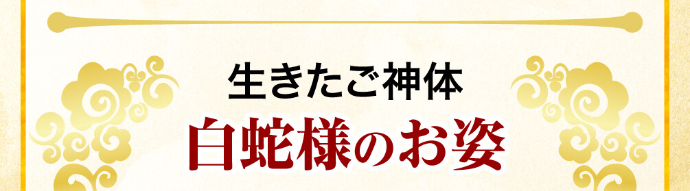生きたご神体白蛇様のお姿