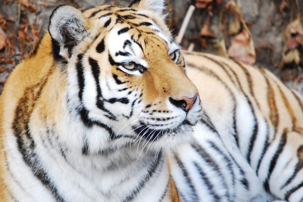 とにかく金運をアップさせたい ベストな 寅の日 の過ごし方を伝授 ラッキーショップ ブログ 水晶院