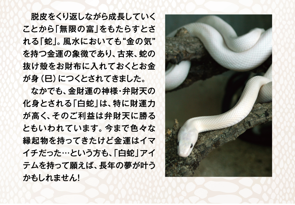 脱皮をくり返しながら成長していくことから「無限の富」をもたらすとされる「蛇」。風水においても“金の気”を持つ金運の象徴であり、古来、蛇の抜け殻をお財布に入れておくとお金が身（巳）につくとされてきました。